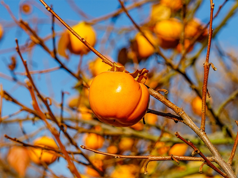 Kaki Persimmon
